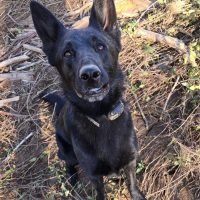cadaver dogs campaign (10)