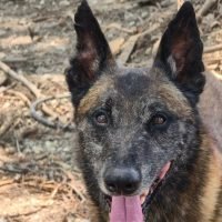 cadaver dogs campaign (25)