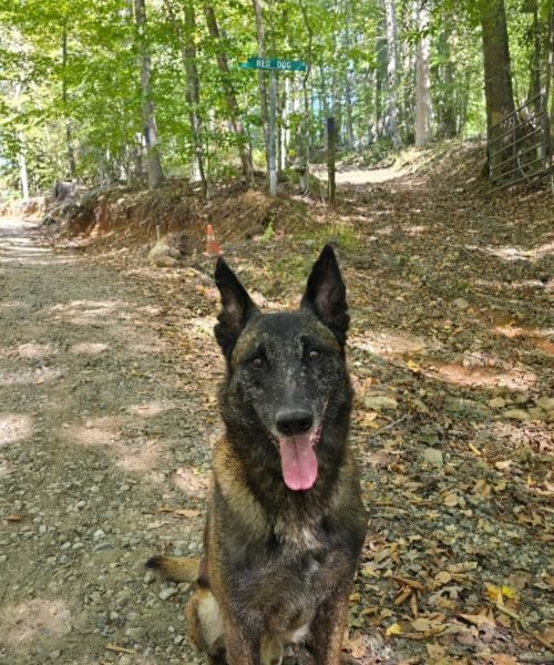 cadaver dogs campaign (7)